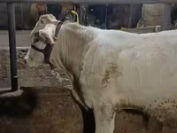 Býk, Swiss cattle — foto 4