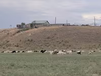 Býk, Skot — foto 1