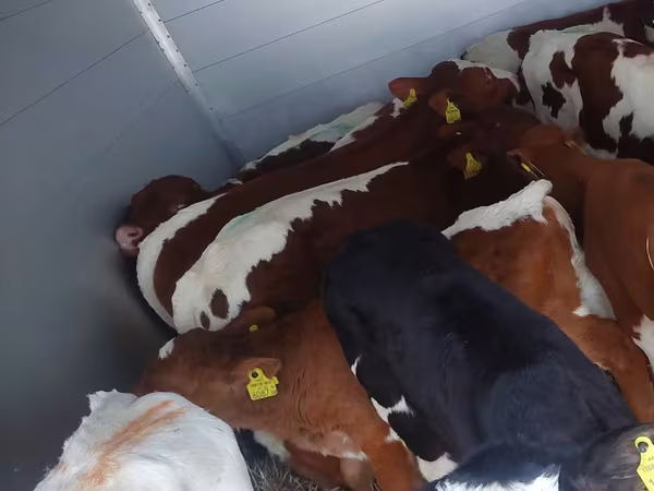 Bou, Simmental cattle