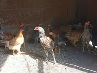 Chickens — ፎቶ 2