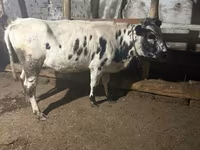 গাভী, Russian Black pied cattle — ছবি 1