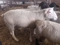 Beran, White Suffolk sheep — foto 6