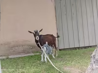 თხა, Alpine goat — ფოტო 7