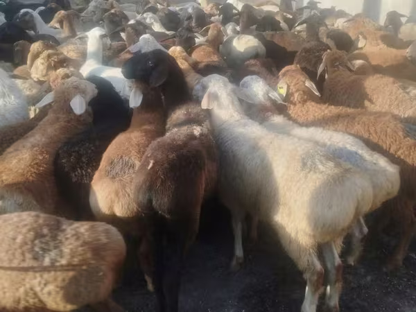 የጎትት አውራ በግ, Sheep