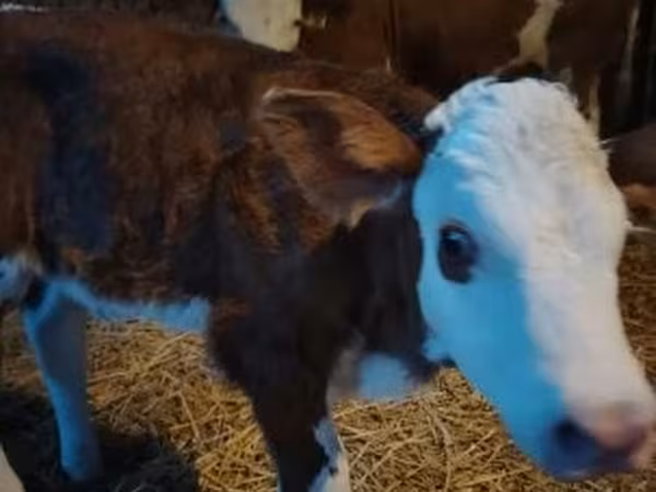காளை, Simmental cattle
