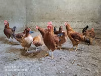 Chickens — photo 6