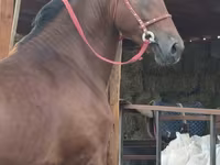Адуу, Akhal-Teke — 6 зураг