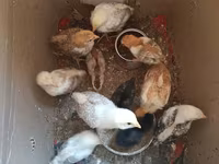 Chickens — foto 1