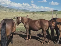 مادیان, اسب — عکس 1