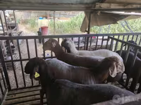 Kambing jantan, Sheep — foto 3
