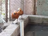 Ducks — foto 6