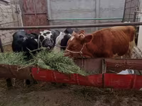 گاو نر, Simmental cattle — عکس 1