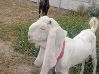 Kambing jantan, Nubian Goat — foto 4