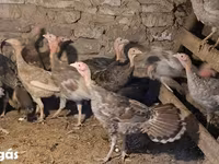 Turkeys — foto 1