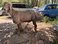 แกะตัวผู้, Hissar sheep — รูปภาพ 2