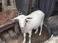Cabra, Cabras — foto 5