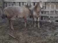 Brebis, Arashan sheep — photo 2
