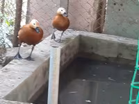 Ducks — foto 7