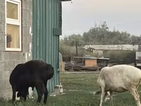 Ovca, Hissar sheep — fotografija 5