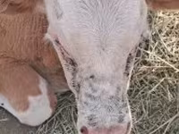 Toro, Simmental cattle — foto 1