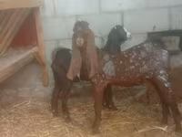 Ziege, Kamori goats — Foto 1