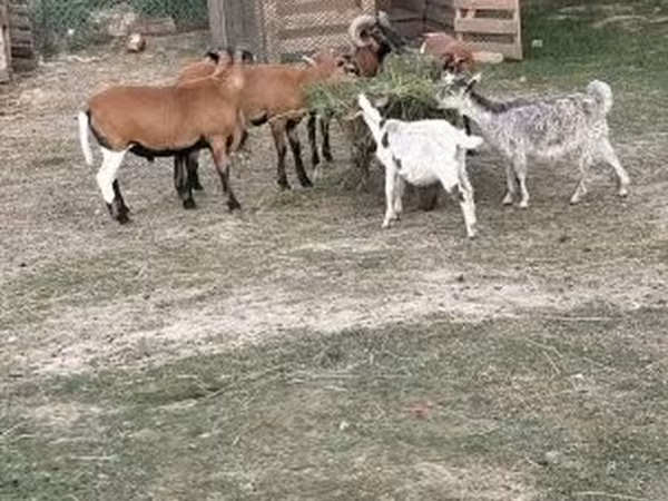 母羊, Cameroon sheep