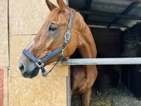 Kobila, Polish pony — fotografija 3