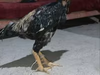 Chickens — รูปภาพ 1