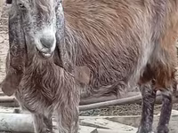Capră, Damask goat — foto 5