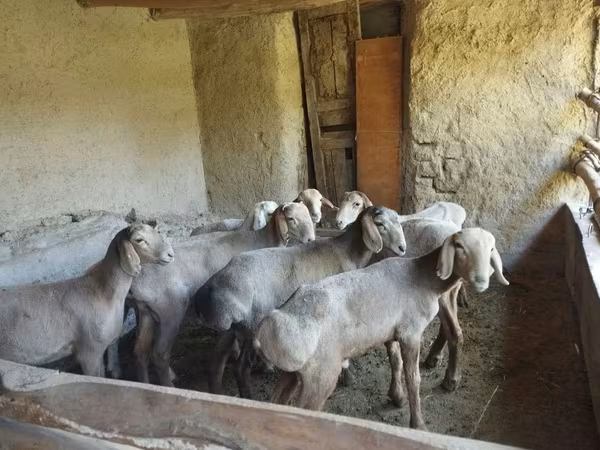 Ovce (šarže, pohlaví neuvedeno), Ovce