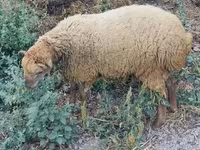 Bélier, Moutons — photo 6