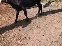 Vaca, Ganado vacuno — foto 5