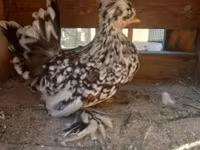 Gallina danese — foto 8