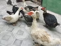Domestic Muscovy — foto 1