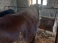 Touro, Bovinos — foto 4