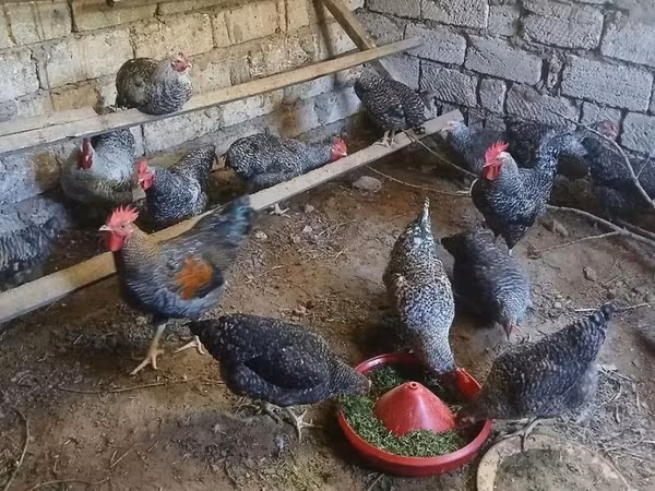 Chickens