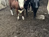 பசு, Russian Black pied cattle — புகைப்படம் 4