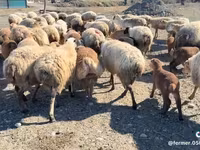 میش, گوسفند — عکس 2
