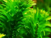 Էլոդեա Դենսա (Elodea densa) – 3 ճյուղ կենդանի ակվարիումային բույս — foto 4