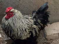 Brahma — foto 2