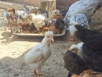 Chickens — foto 2