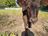 Banteng, Cattle — foto 7