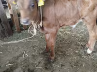 Krowa, Bydło — zdjęcie 1
