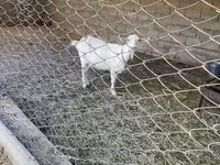 Capră, Capre — foto 2