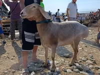 Vædder, Arashan sheep — foto 5