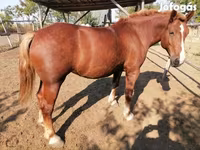 Stute, Hungarian horse breed — Foto 3