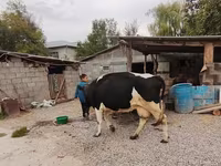 Vaca, Raza Holstein — foto 1