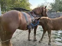 Ngựa đực, Hungarian horse breed — ảnh 5