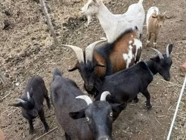 Kozy (partia, płeć nieokreślona), Kozy