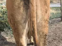 گاو ماده, گاو — عکس 2